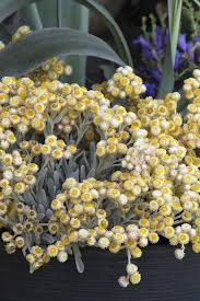 Image result for Helichrysum rhodellum