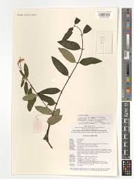 Image result for Lonicera confusa