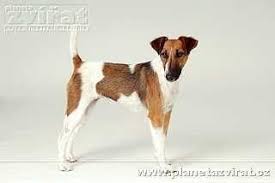 Image result for foxteriér hladkosrstý