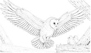 Google's larry page wants to make flying cars, like, a thing. Flying Owl Coloring Pages Coloring Home