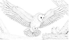 Owls communicate through calls and hoots. Flying Owl Coloring Pages Coloring Home