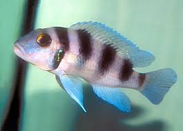 five bar cichlid neolamprologus tretocephalus tret cichlid