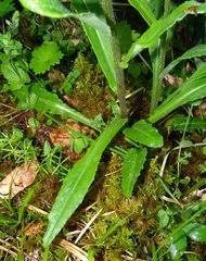 Image result for Gutenbergia polycephala