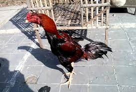 We did not find results for: 17 Cara Merawat Ayam Bangkok Aduan Muda Agar Kuat Dan Sehat Hobinatang