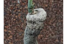 Image result for Monadenium nervosum