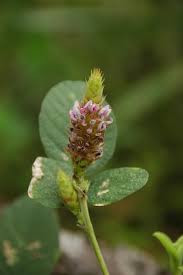 Image result for Uraria