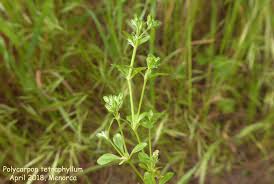 Image result for Polycarpon