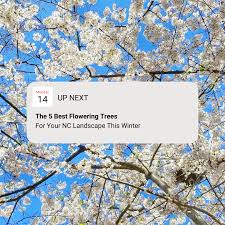 Dwarf flowering trees to plant in small spaces. The 5 Best Flowering Trees For Your Nc Landscape This Winter