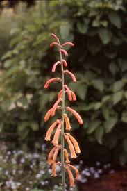 Image result for Kniphofia thomsonii