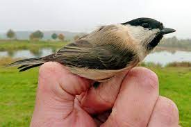 Vögel bestimmen per app auf dem smartphone. Vogelkunde Vogel Bestimmen Nabu