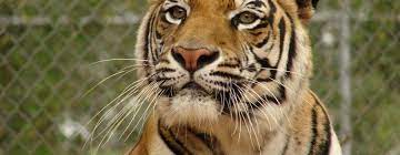 Tiger Creek Wildlife Refuge Tyler Tx East Texas Non Profit Charity Missing Link Foundation Animal Sanctuary Wildlife Wildlife Refuge