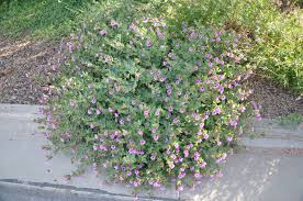 Image result for Mirabilis