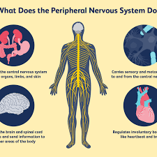 The sense organs, including the eye, contain receptors that are sensitive to stimuli and respond with reflex actions. How The Peripheral Nervous System Works