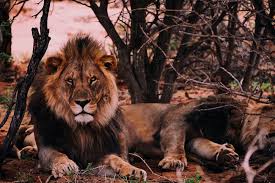 Giant chimpanzee photographed in 1910. Blog Archives Page 4 Of 5 Secret Africa