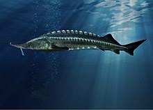 Beluga Sturgeon Wikipedia