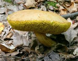 Image result for bolete mushrooms