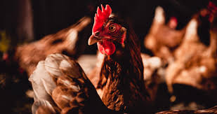 Visit our puppies for sale in new jersey. New Jersey Barn Fire Kills 280 000 Hens Poultry Industry Must Act Animal Welfare Institute