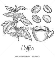 Coffee Plant Branch With Leaf Berry Coffee Bean Cup Seed Natural Organic Caffeine Green Coffee Luwak White On B Coffee Flower Coffee Plant Coffee Beans