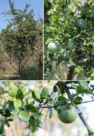 Image result for Strychnos madagascariensis