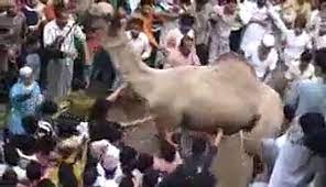 Camel qurbani muhammad khawar khan 2015 eid ul adha. Angry Camel Killed A Boy At The Time Of Qurbani 2015 Video Dailymotion