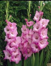 Gladiolus Pentra Gladiolus Flower Gladiolus Beautiful Flowers