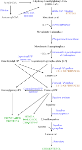 Hmg Coa Reductase Pathway Statin Wikipedia Statin Chart Wikipedia
