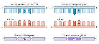 Both mother and father must pass the. Mutations Bioninja