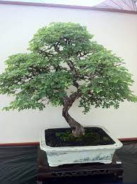 Brazilian Ironwood Leopard Tree Craze In Malaysia Bonsai Tree Bonsai Garden Indoor Bonsai