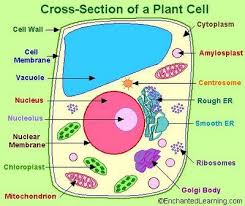 Draw a plant cell and label the parts which. Plant Cell Plant Cell Project Plant Cell Model Plant And Animal Cells