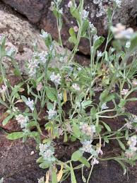 Image result for Vellereophyton dealbatum