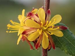 Image result for Triumfetta tomentosa