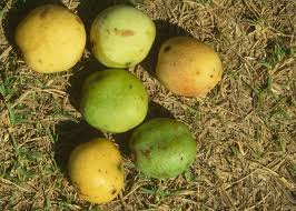 Image result for Sclerocarya birrea