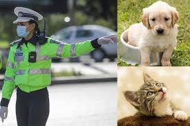 Inspectoratul general pentru situații de urgență a demarat procedura de recrutare, prin încadrare directă, pentru 244 de posturi existente la nivel național. Se Fac AngajÄƒri La PoliÈ›ia Animalelor 264 De Posturi Scoase La Concurs Care Sunt CondiÈ›iile