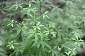 Image result for Pavetta stenosepala