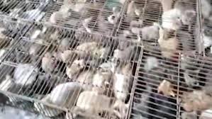 Cin De Yemek Icin Tutulan 700 Kedi Kurtarildi 2020 Kedi Hayvan Vahsi Yasam