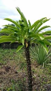 Image result for Pachycarpus firmus