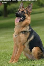 We would like to show you a description here but the site won't allow us. German Shepherd Puppy Gallina Germanshepherd Cuccioli Di Pastore Tedesco Pastore Tedesco Cane Lupo