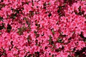 How To Grow Azalea Flowers Gardening Channel