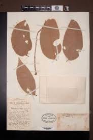 Image result for Isoberlinia doka