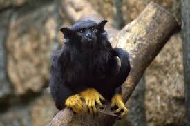 Red Handed Tamarin Saguinus Midas Sagui De Maos Douradas Unique Animals Primates Magnificent Beasts