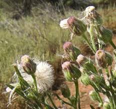 Image result for Conyza