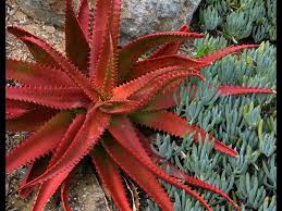 Image result for Aloe cameronii