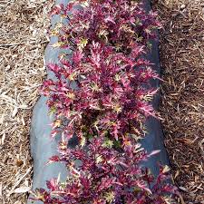 Image result for Coleus melleri