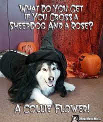 Halloween Dog Jokes Funny Dogs Wearing Costumes Spooky Dog Memes Pg 4 Mimimememe