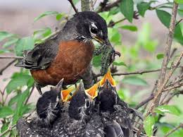The kids discovered it in easter while hunting for eggs (yes, really!) we set up a tripod to see if. Robins Raise A Brood In A Hurry Birdnote