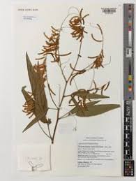 Image result for Pleurolobus