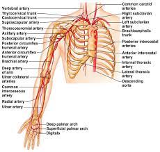 Vessels on torso, thorax, and pelvis models. I Pinimg Com Originals C7 60 E4 C760e44ab24379e