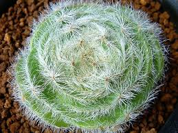 Image result for Crassula morrumbalensis