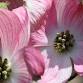 Trees: Tour and Care with Reed Pugh