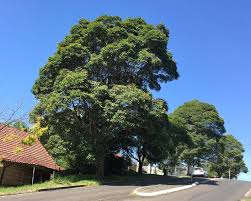 Image result for Lophostemon confertus